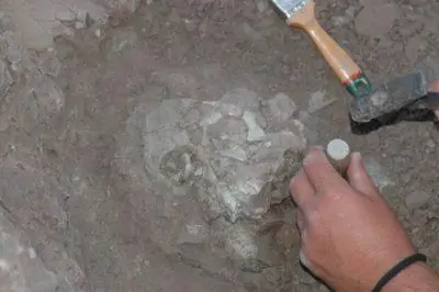L’origine des hominidés serait en Europe