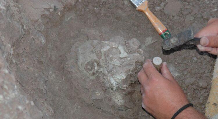 L’origine des hominidés serait en Europe