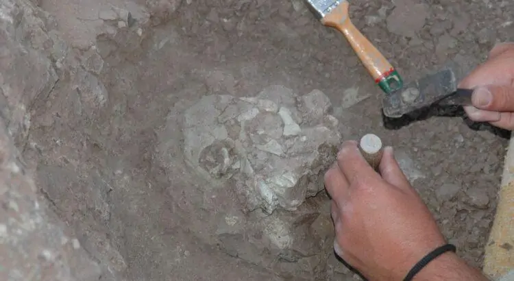 L’origine des hominidés serait en Europe