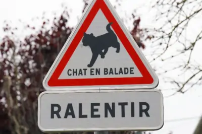 Les chats, les pêcheurs et les robots : les actualités les plus insolites de la semaine