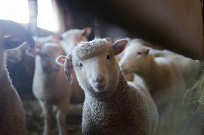 quand les moutons squattent les logements sociaux